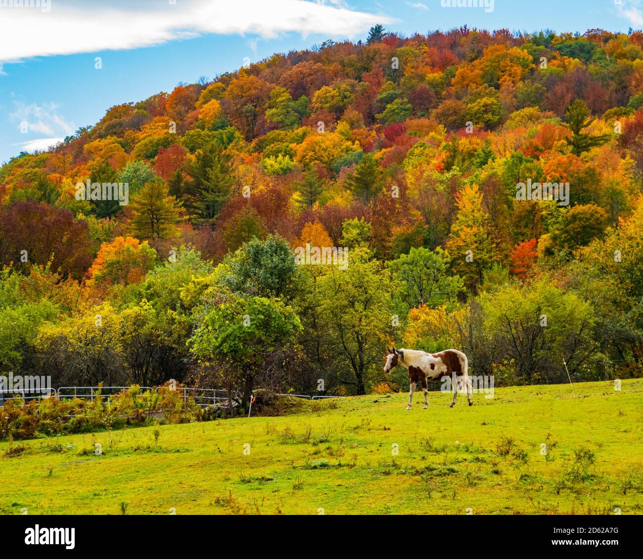 caballo blanco y marrón pastando en el campo con la ladera en colores brillantes del follaje del otoño Foto de stock