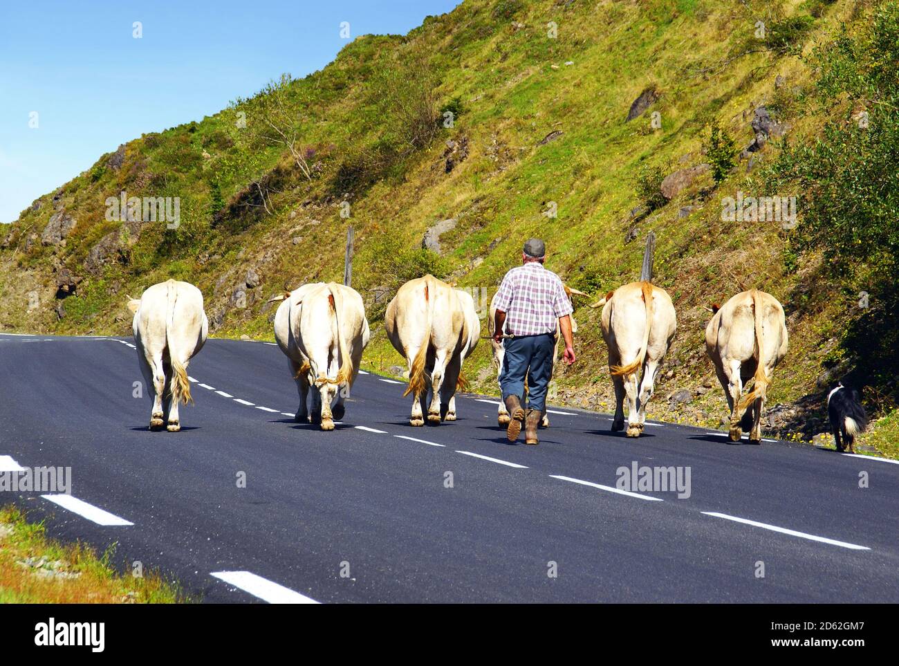Rebaño de vacas tomando un camino para volver al granero. Foto de stock