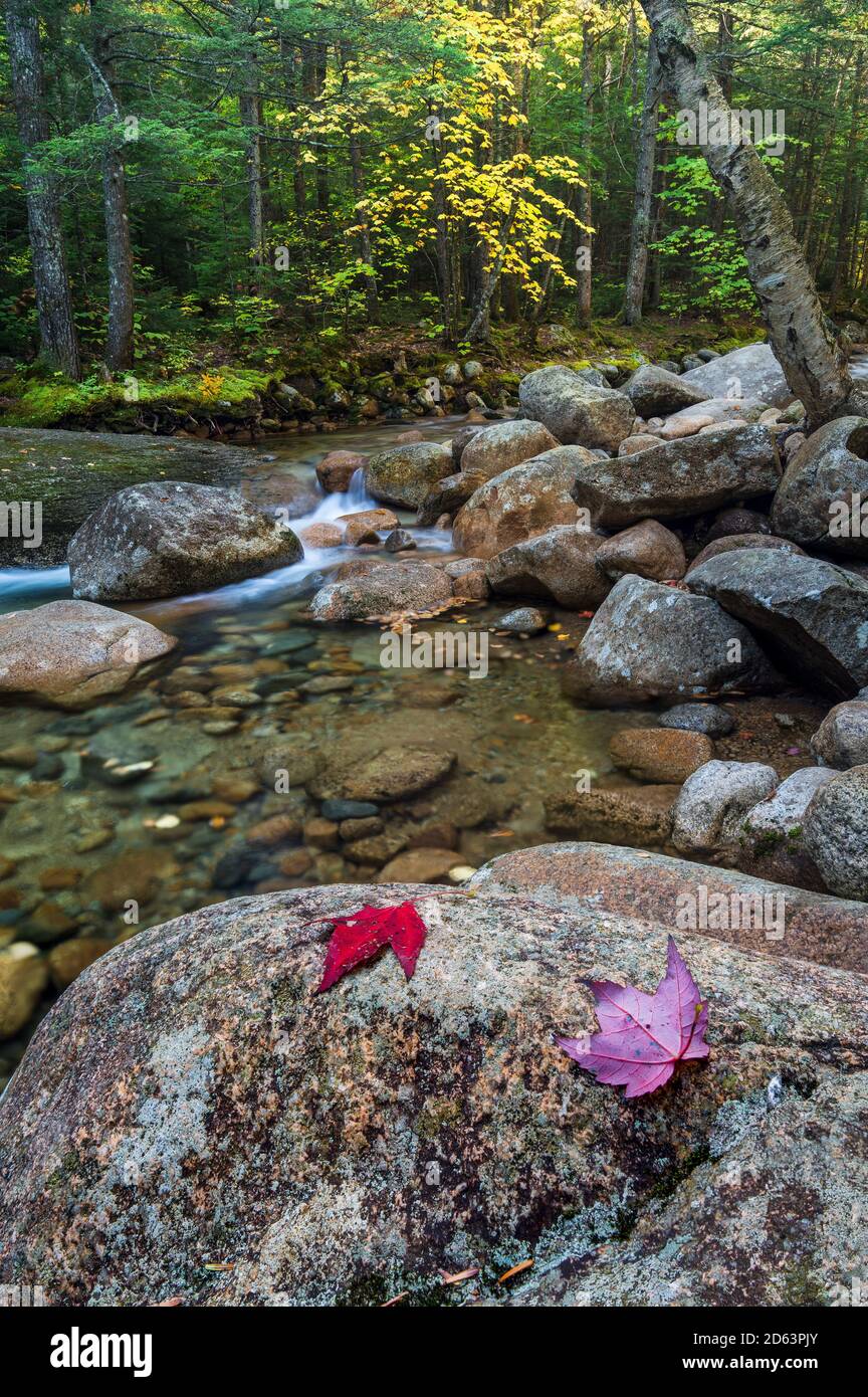 Otoño en Sabbaday Brook, Carroll County, White Mountain National Forest, NH Foto de stock