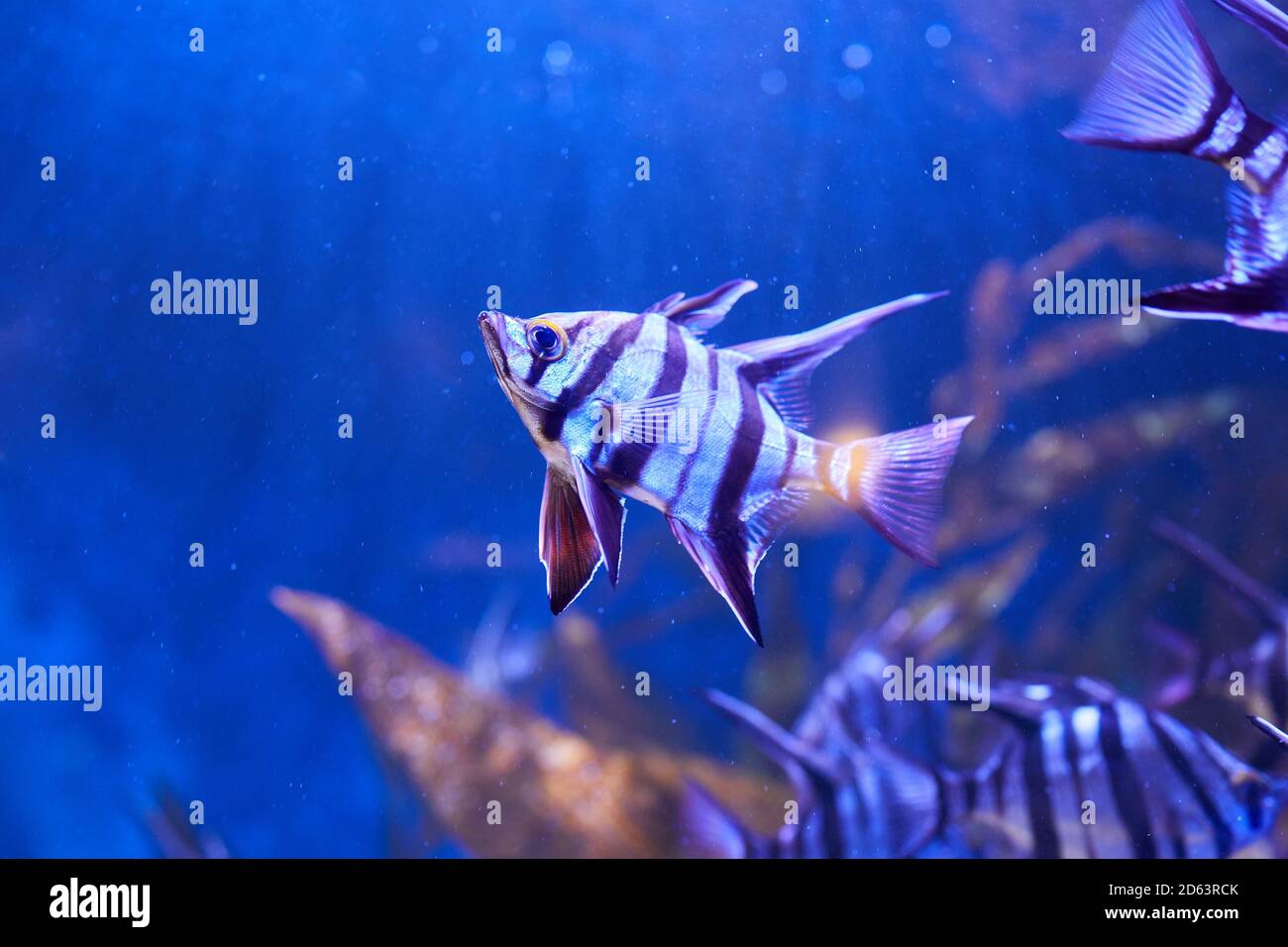 Mujer mayor (Enoplosus armatus) Un pez a rayas blanco y negro con una cabeza pequeña y aletas largas en la parte superior nadar en el acuario Foto de stock