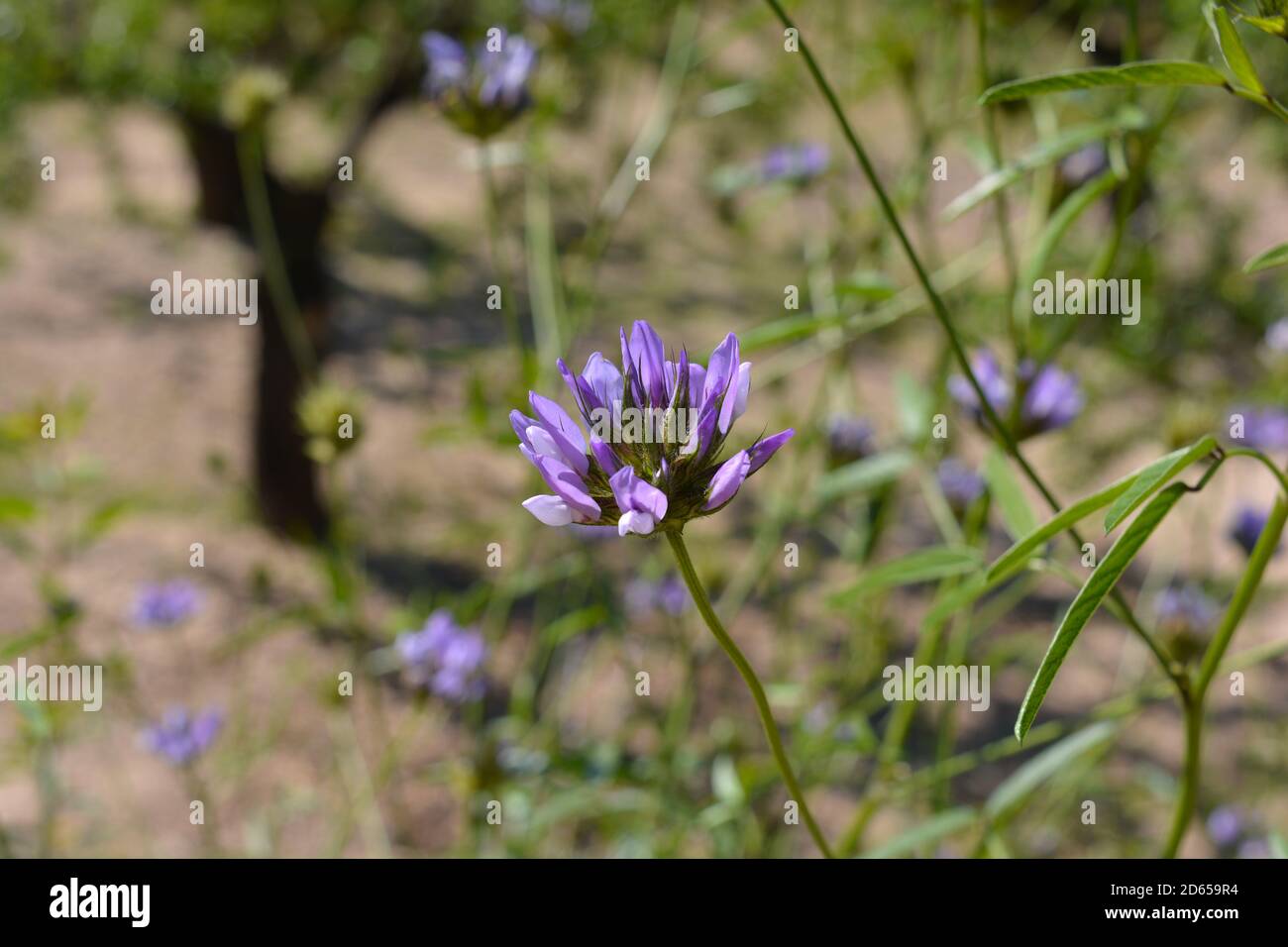Flor silvestre púrpura, Pitch Trefoil, también conocido como Psoralea bituminosa Foto de stock