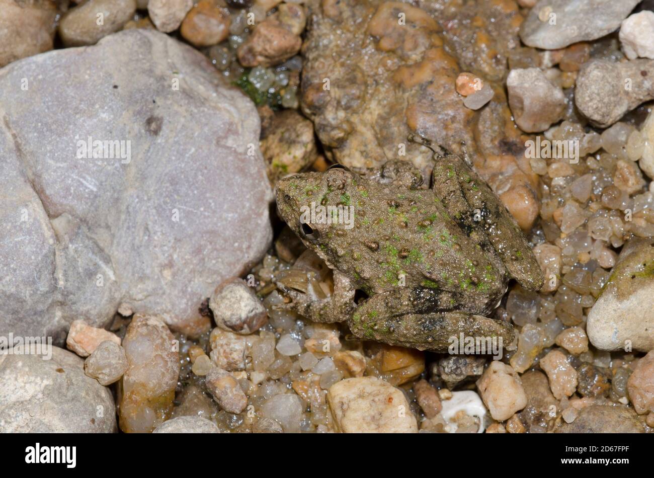 La rana de cricket de Blanchard, Acis blanchadi Foto de stock
