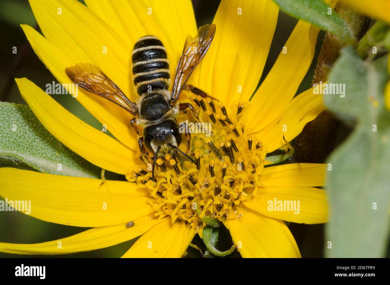 Say's Leaf-cutter Bee, Megachile inimica sayi, forrajeando en el girasol Maximiliano, Helianthus maximiliani Foto de stock