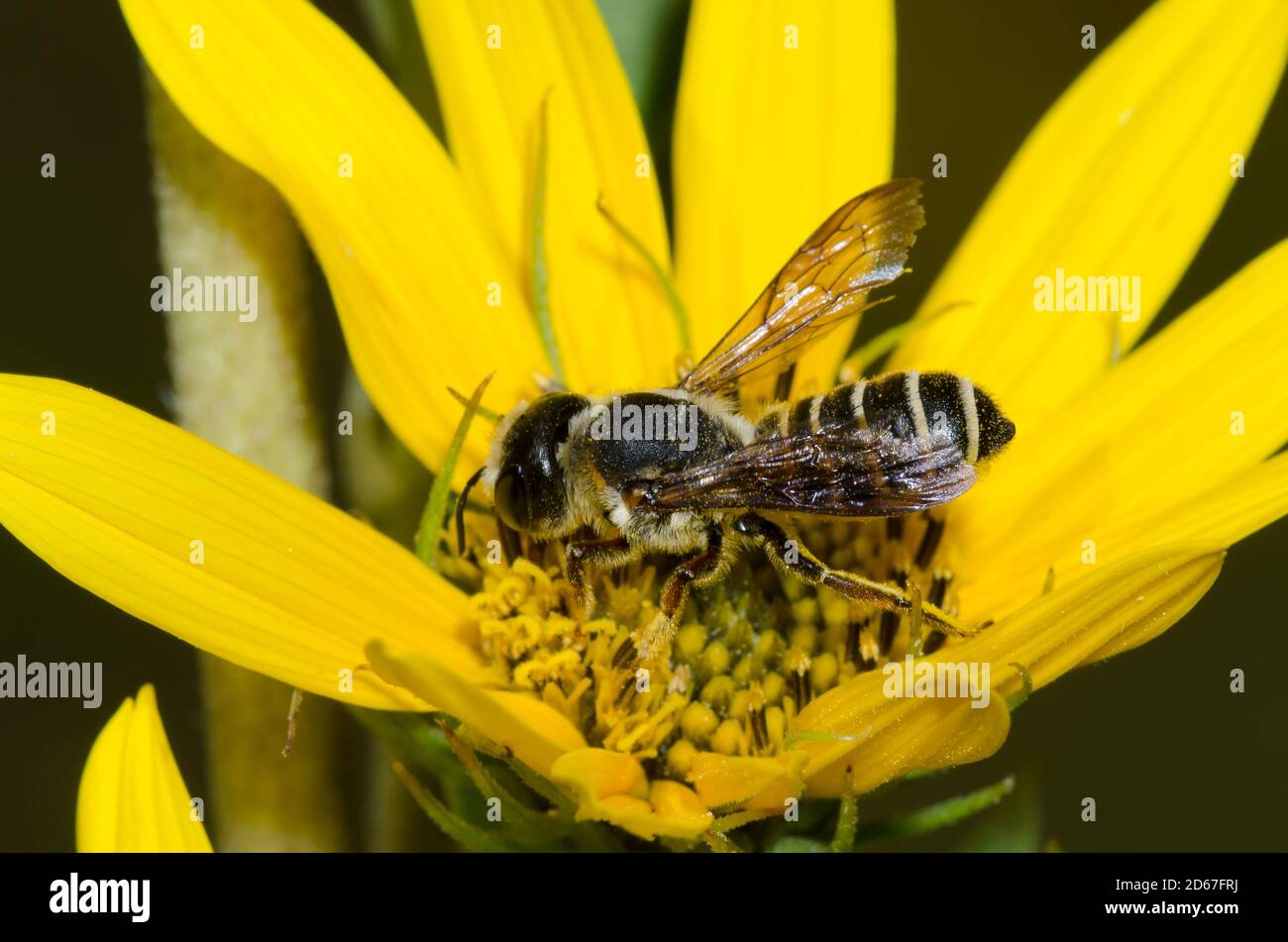 Say's Leaf-cutter Bee, Megachile inimica sayi, forrajeando en el girasol Maximiliano, Helianthus maximiliani Foto de stock