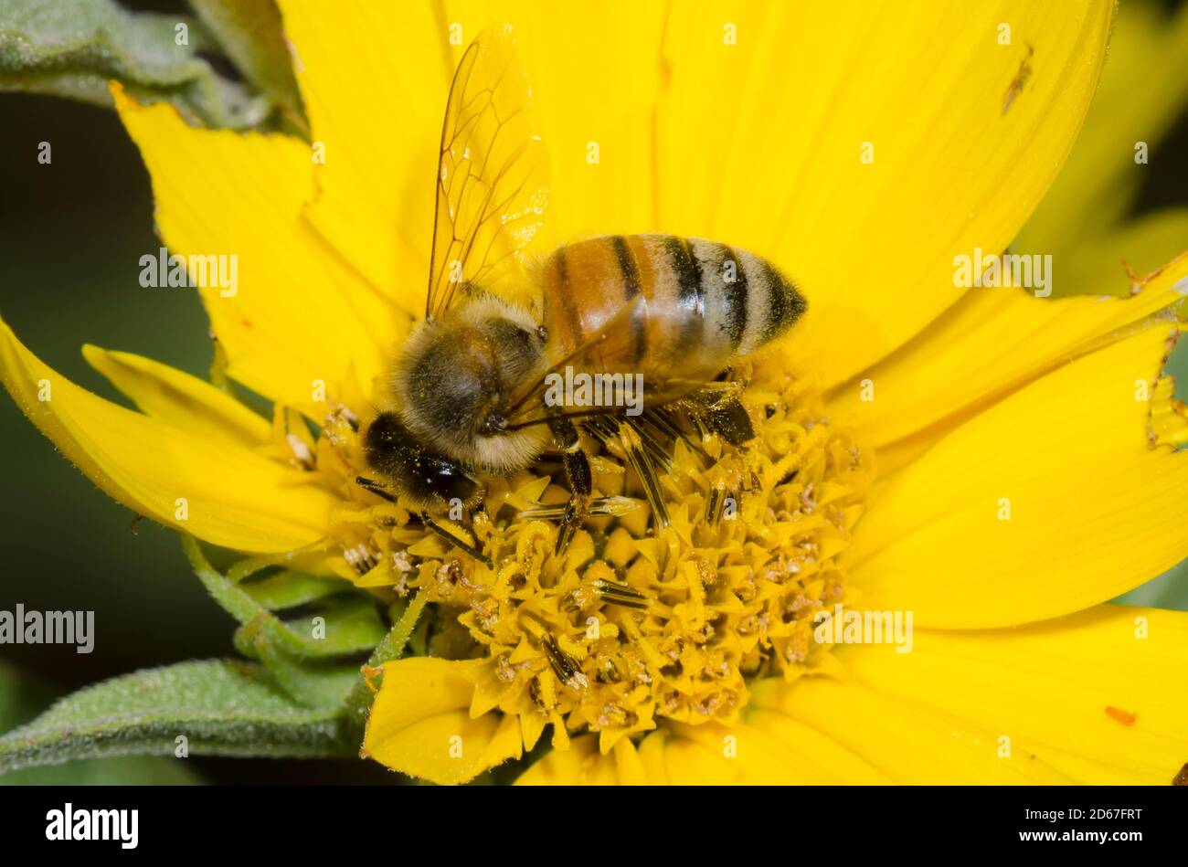 Miel de abeja, Apis mellifera, forrajeo sobre el girasol Maximiliano, Helianthus maximiliani Foto de stock
