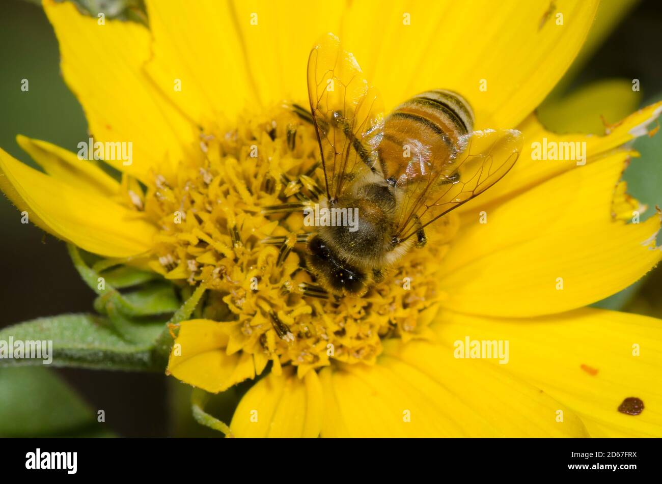 Miel de abeja, Apis mellifera, forrajeo sobre el girasol Maximiliano, Helianthus maximiliani Foto de stock