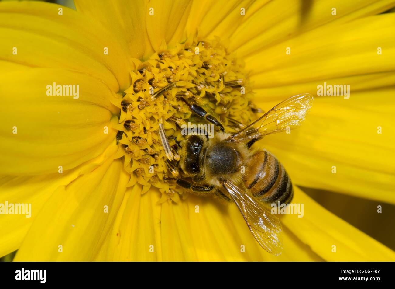 Miel de abeja, Apis mellifera, forrajeo sobre el girasol Maximiliano, Helianthus maximiliani Foto de stock