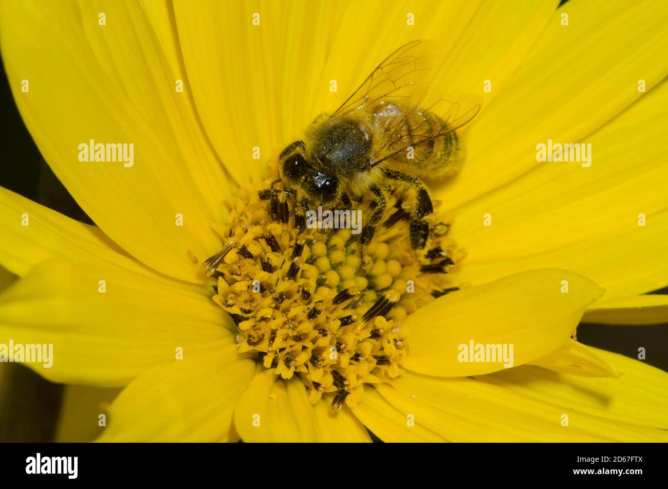 Miel de abeja, Apis mellifera, forrajeo sobre el girasol Maximiliano, Helianthus maximiliani Foto de stock
