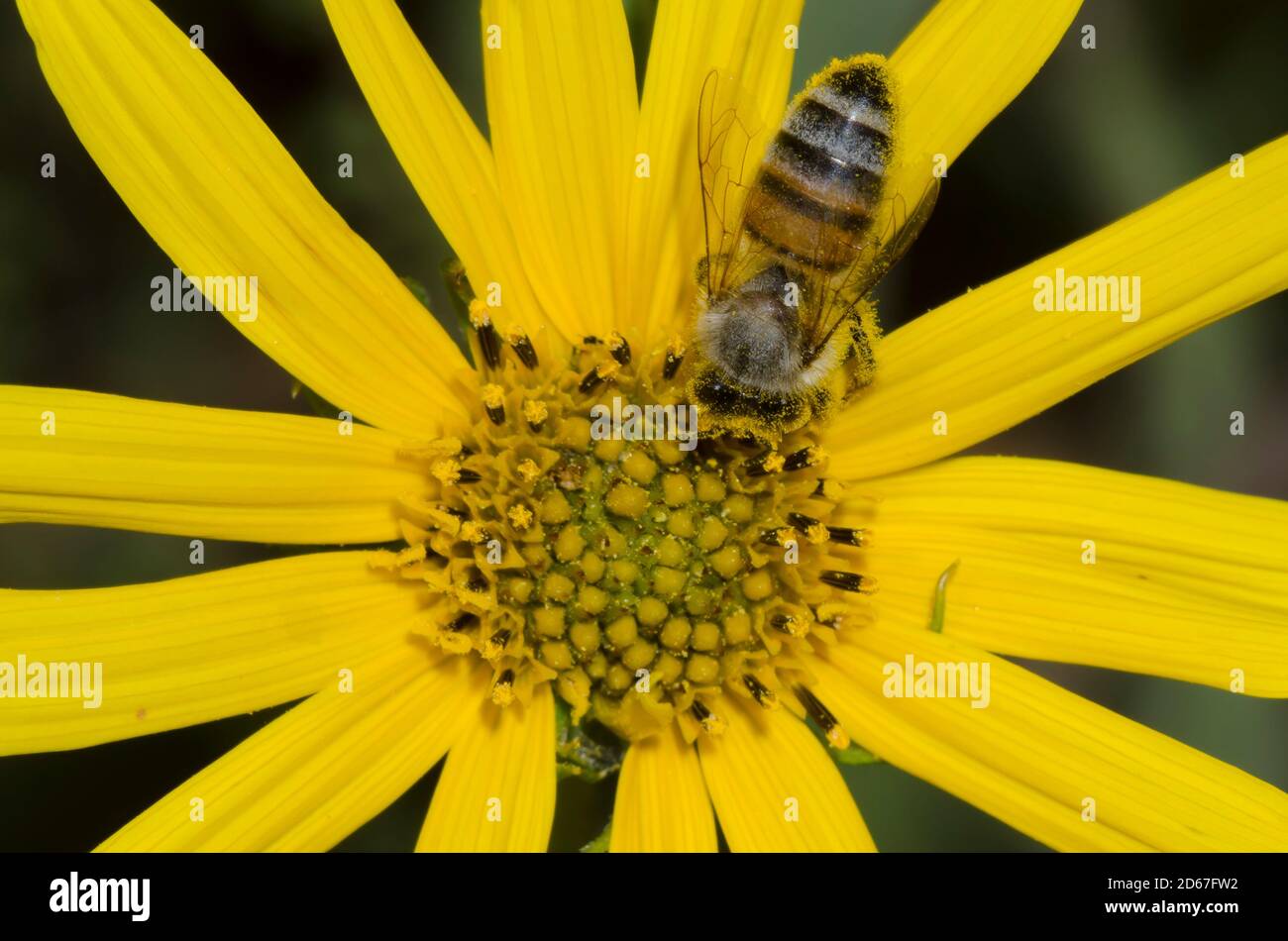 Miel de abeja, Apis mellifera, forrajeo sobre el girasol Maximiliano, Helianthus maximiliani Foto de stock