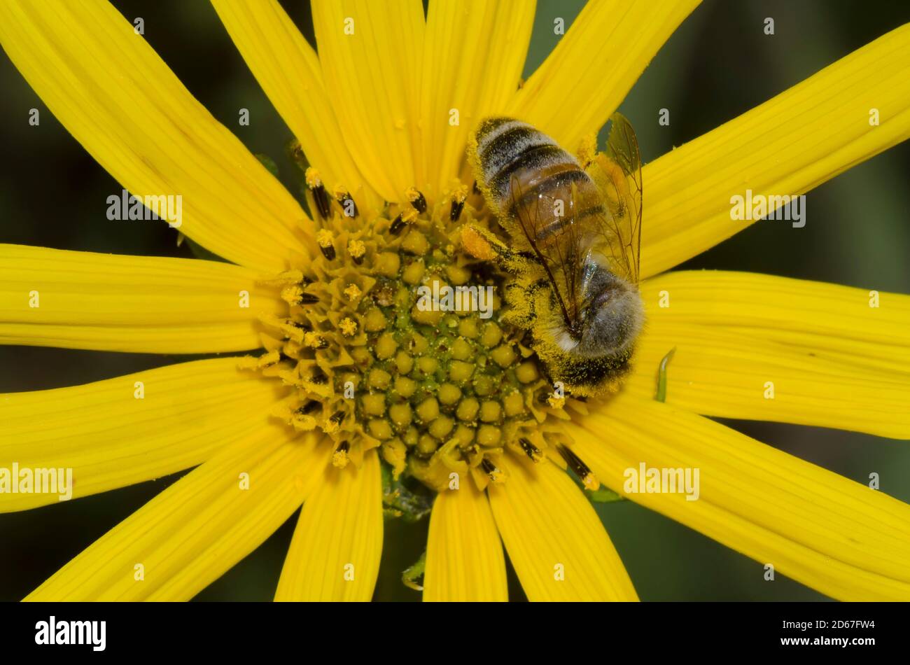 Miel de abeja, Apis mellifera, forrajeo sobre el girasol Maximiliano, Helianthus maximiliani Foto de stock