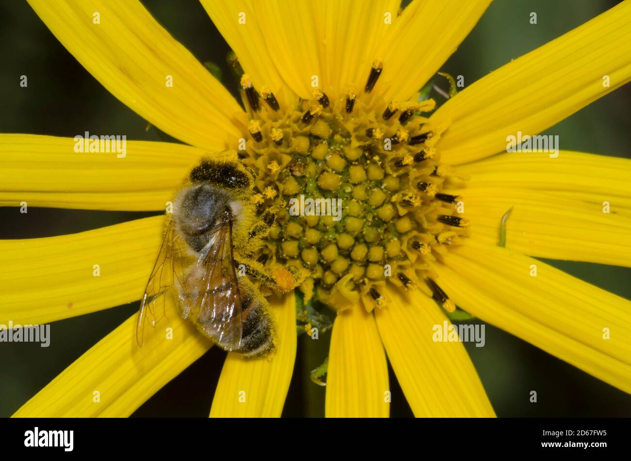 Miel de abeja, Apis mellifera, forrajeo sobre el girasol Maximiliano, Helianthus maximiliani Foto de stock