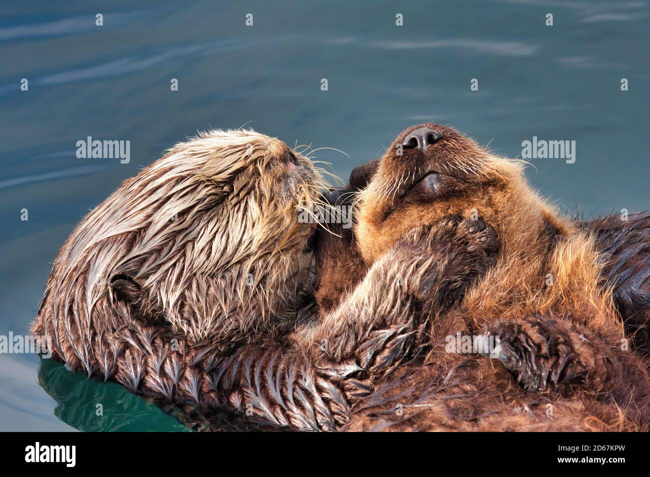 Madre Nutria De Mar Sosteniendo A Su Bebe En Un Abrazo Tierno Fotografia De Stock Alamy