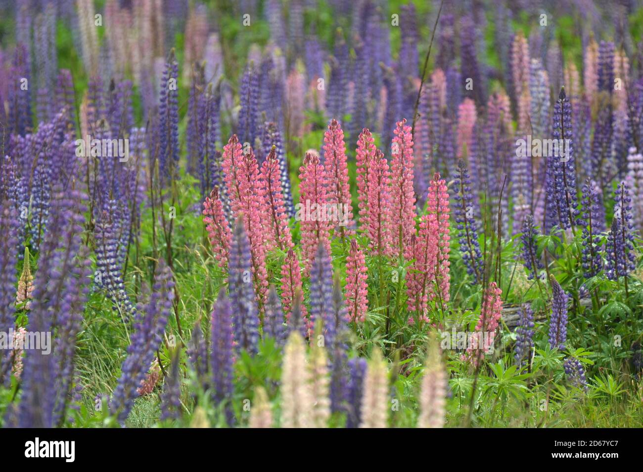 La floración de los altramuces, Lupinus polyphyllus, junto carretera Milford, el Parque Nacional Fiordland, Isla del Sur, Nueva Zelanda Foto de stock
