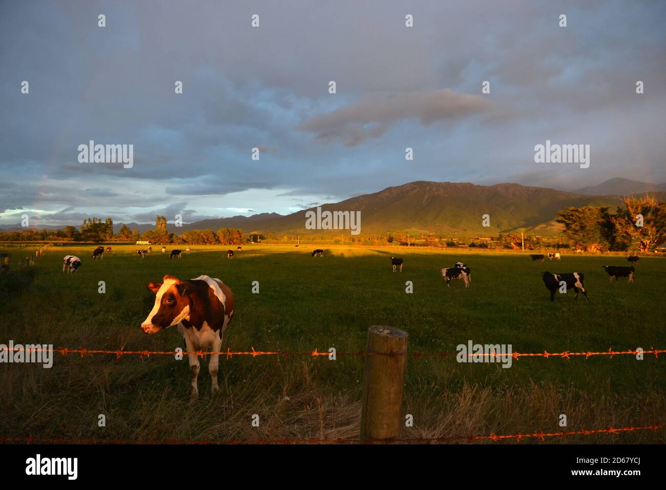 Un campo de ganado al amanecer, Kaikoura, Isla del Sur, Nueva Zelanda Foto de stock