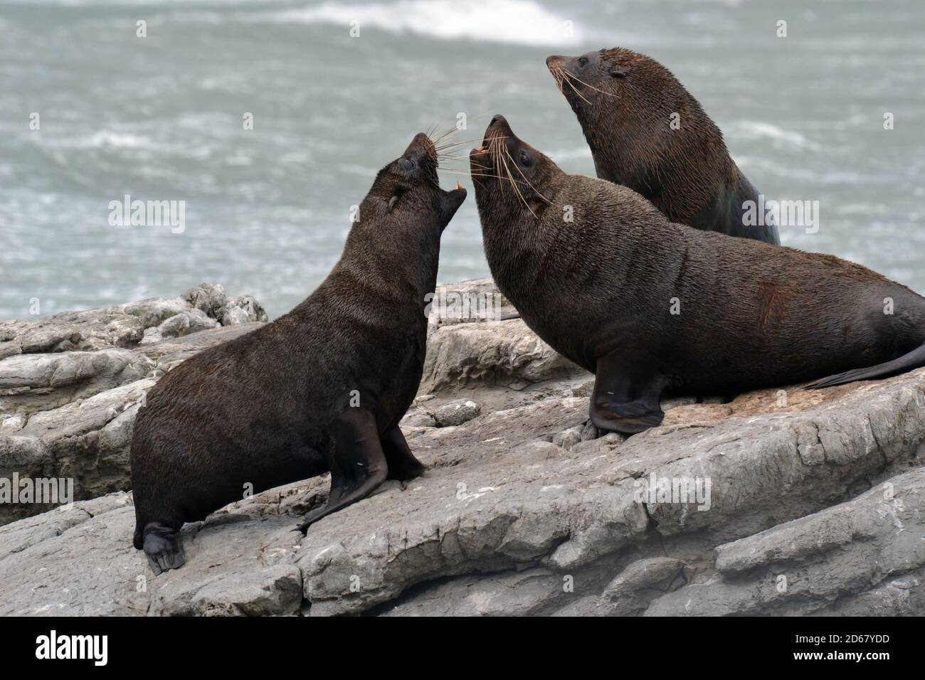Nueva Zelanda focas o kekenos, Arctocephalus forsteri, península de Kaikoura, Kaikoura, Isla del Sur, Nueva Zelanda Foto de stock