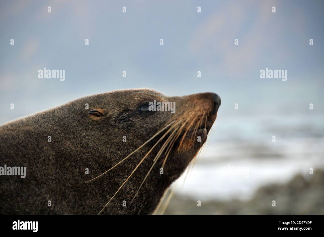 Nueva Zelandia foca o kekeno, Arctocephalus forsteri, península de Kaikoura, Kaikoura, Isla del Sur, Nueva Zelanda Foto de stock