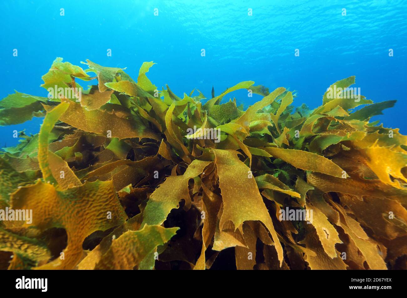Alga Ulva o lechuga de mar, Ulva lactuca, pobres Caballeros, Reserva Natural de las Islas de la Bahía de las islas, Nueva Zelanda Foto de stock