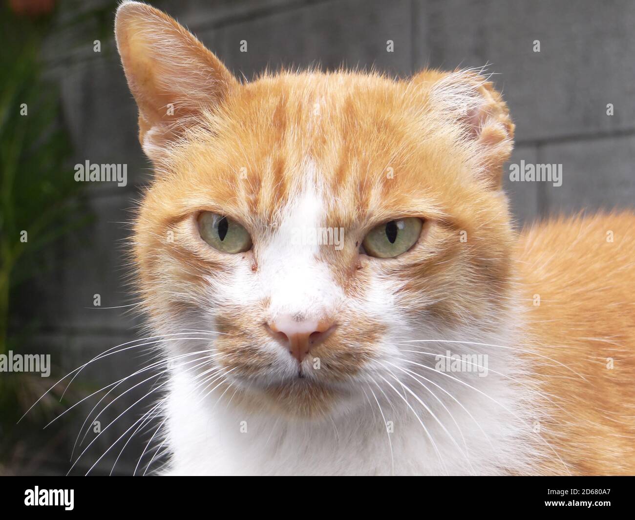 Primer plano de un adorable gato pelirrojo con ojos verdes Fotografía de  stock - Alamy