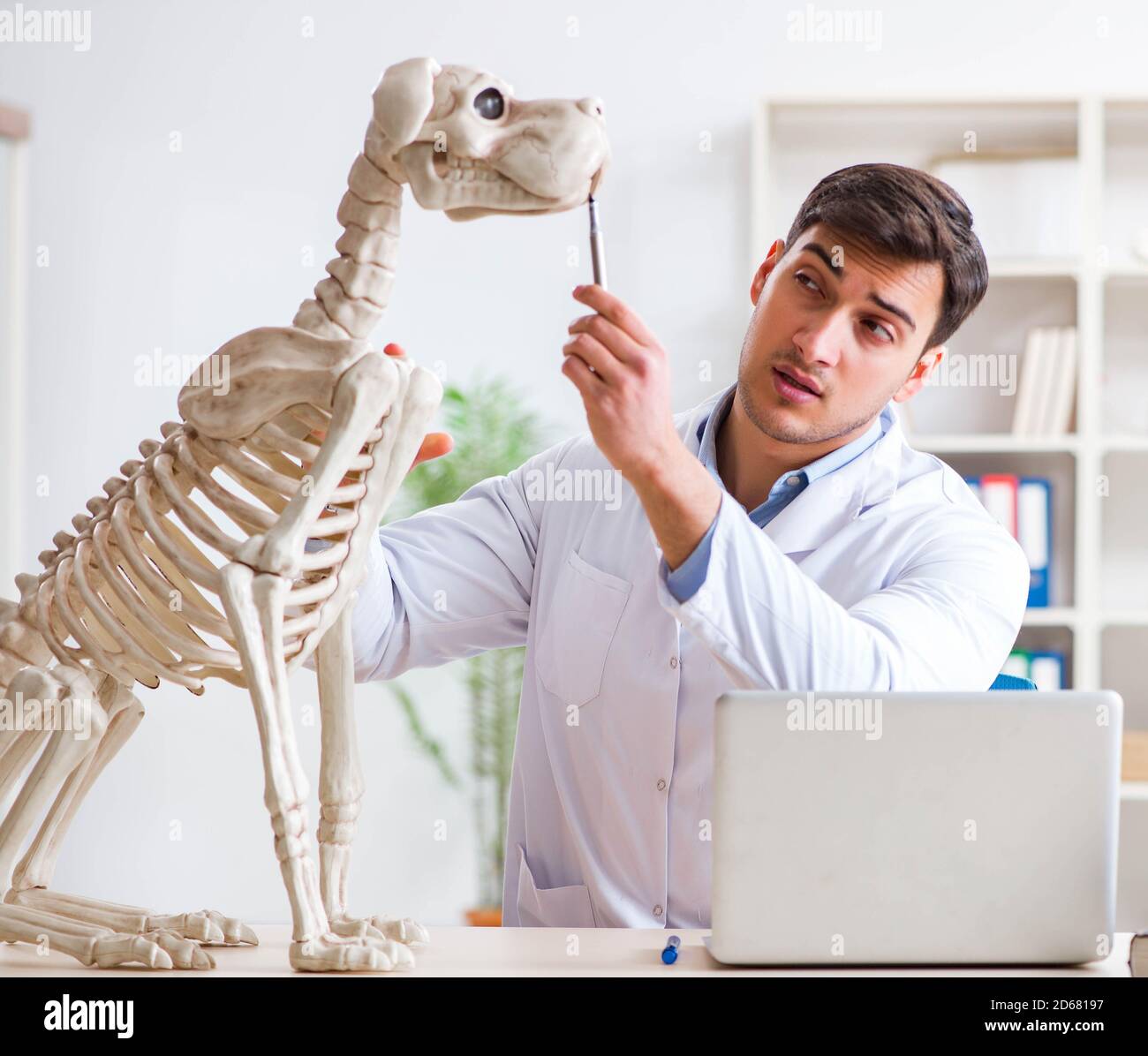 El médico veterinario practicar el esqueleto del perro Fotografía de stock  - Alamy