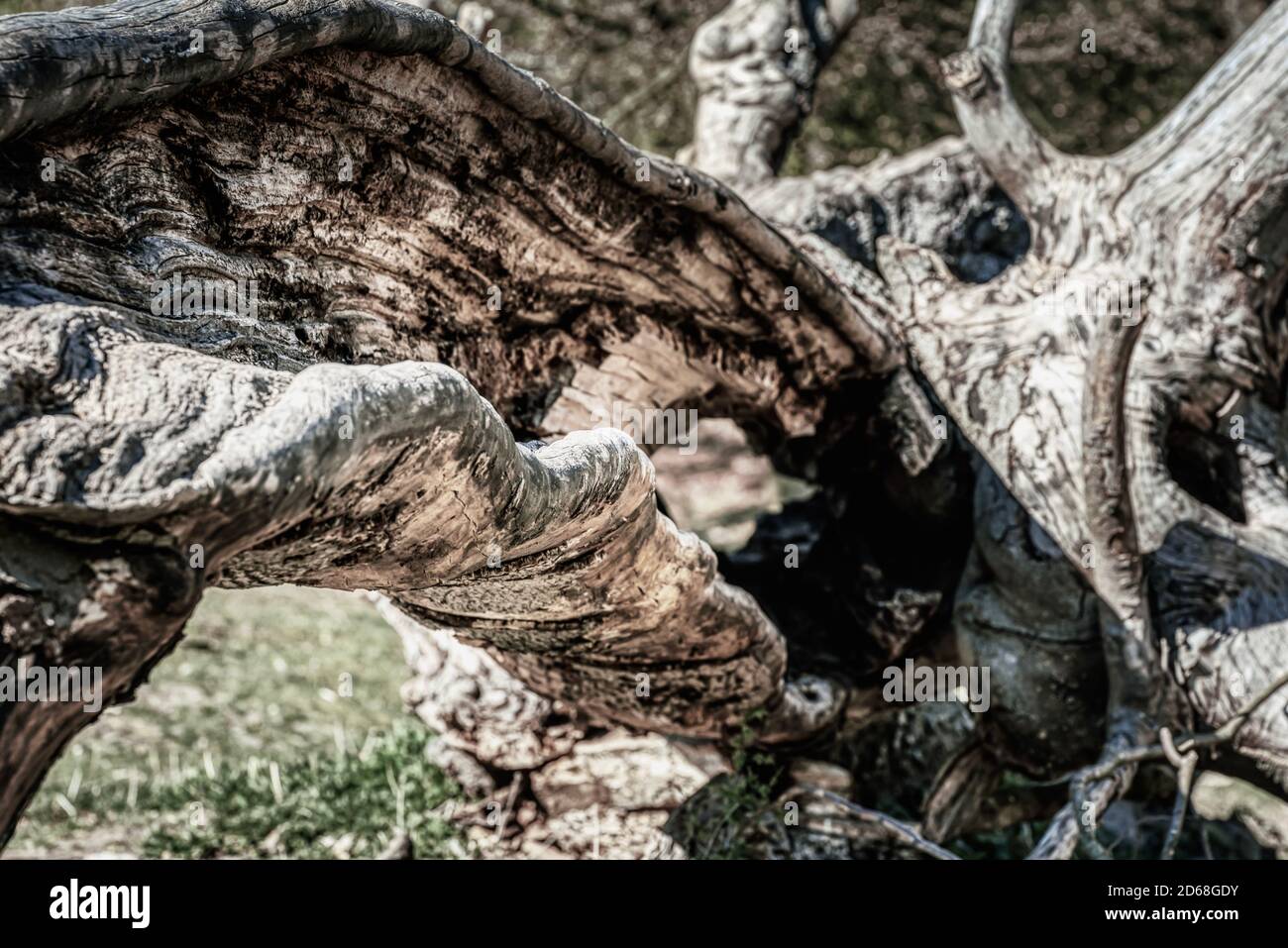 Árbol caído con un tronco hueco en Jaegersborg Dyrehand transmite sentimientos vacíos, vacíos y huecos. Mirando a través del viejo tronco desarraigado transporta Foto de stock