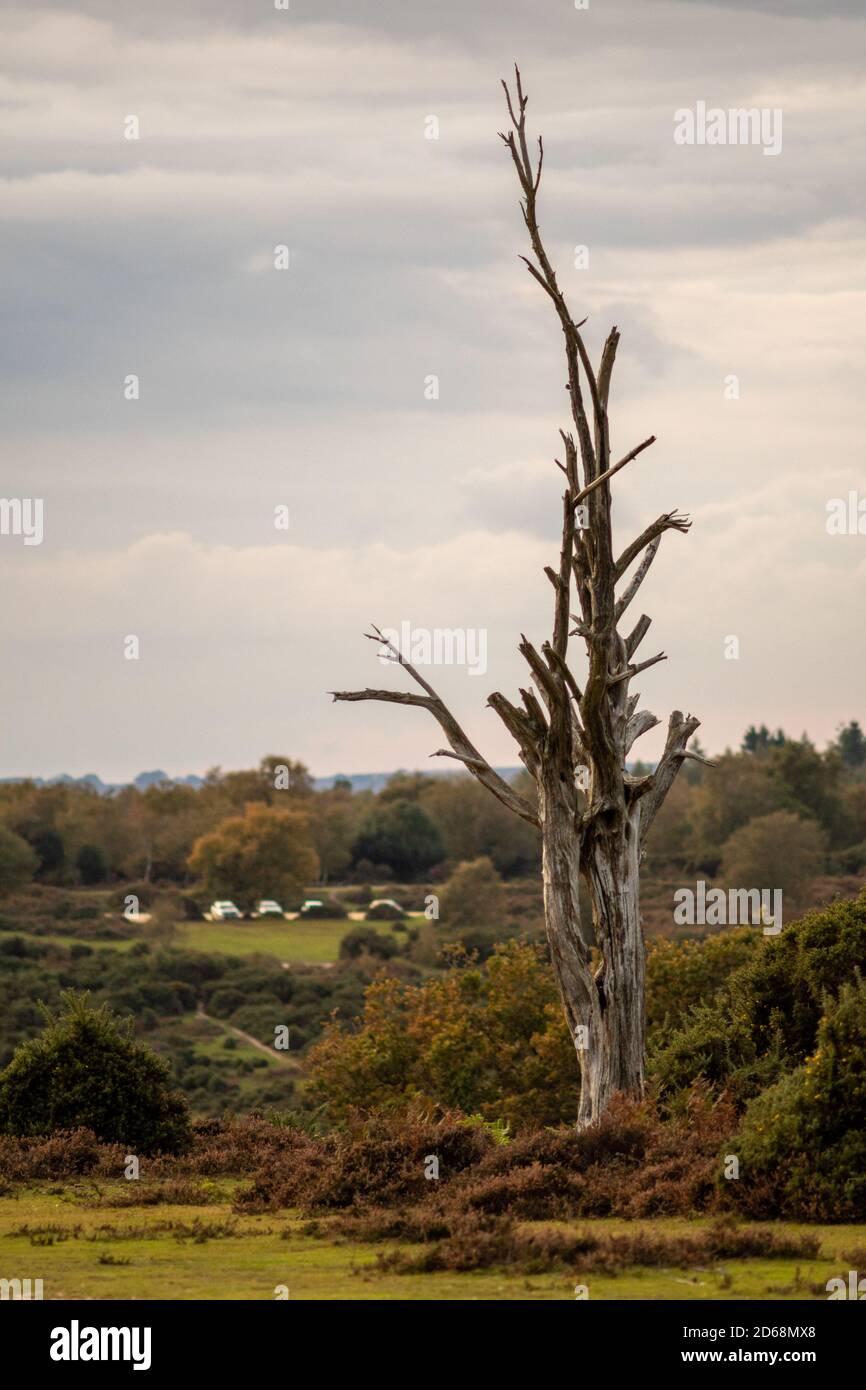 Árbol espeluznante muerto con ramas apuntando como dedos Foto de stock