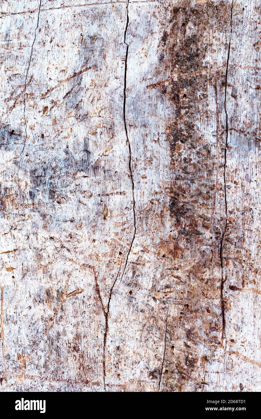 Vista vertical de tronco de árbol sin corteza, fondo de madera rugosa. Primer plano con textura natural de fondo Foto de stock