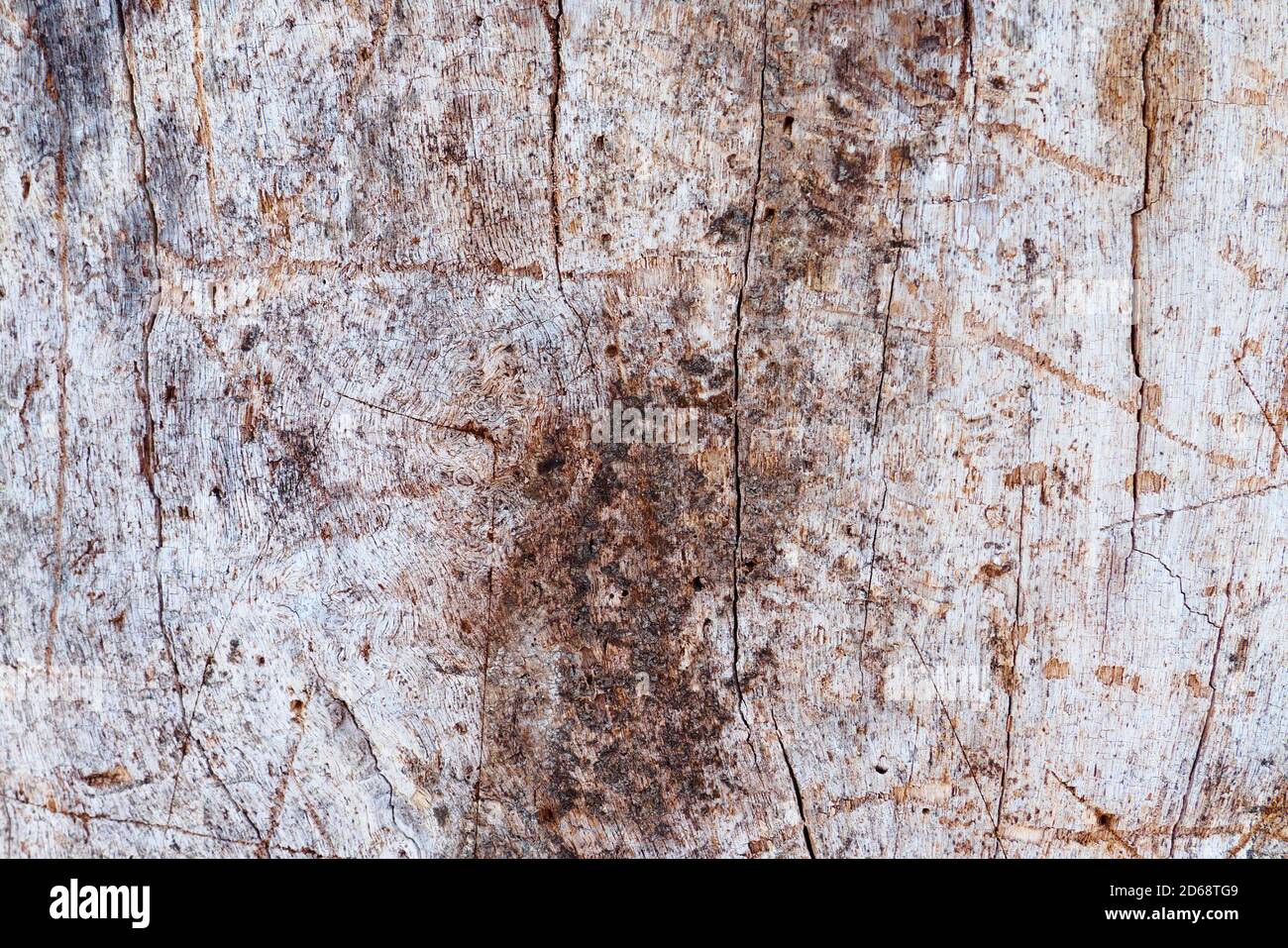 Primer plano de tronco de árbol sin corteza, textura rugosa de madera de fondo Foto de stock