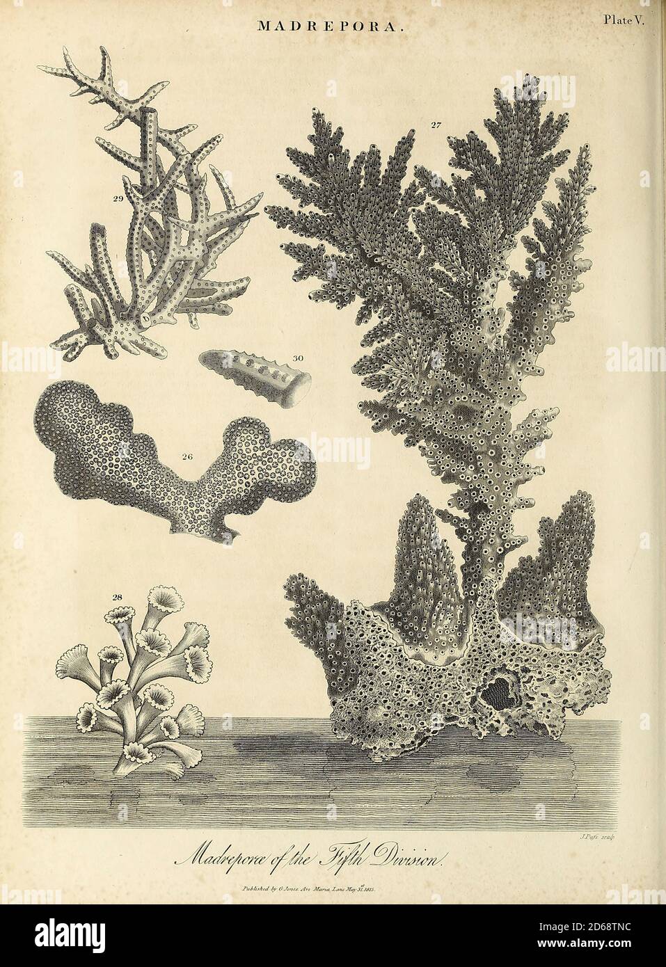 Ilustración animal del siglo xix fotografías e imágenes de alta resolución  - Alamy