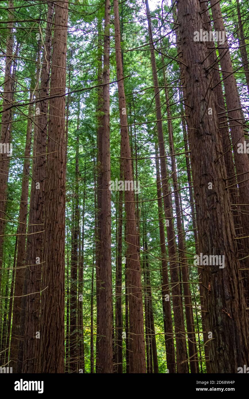 Foto de Monumento Natural de las Secuoyas del Monte Cabezón en Mazcuerras, Cantabria