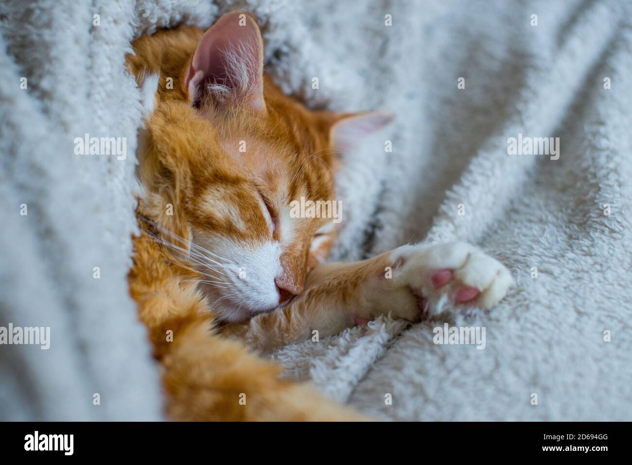 El Gato De Jengibre Duerme En Una Manta Blanca Y Esponjosa El Gatito