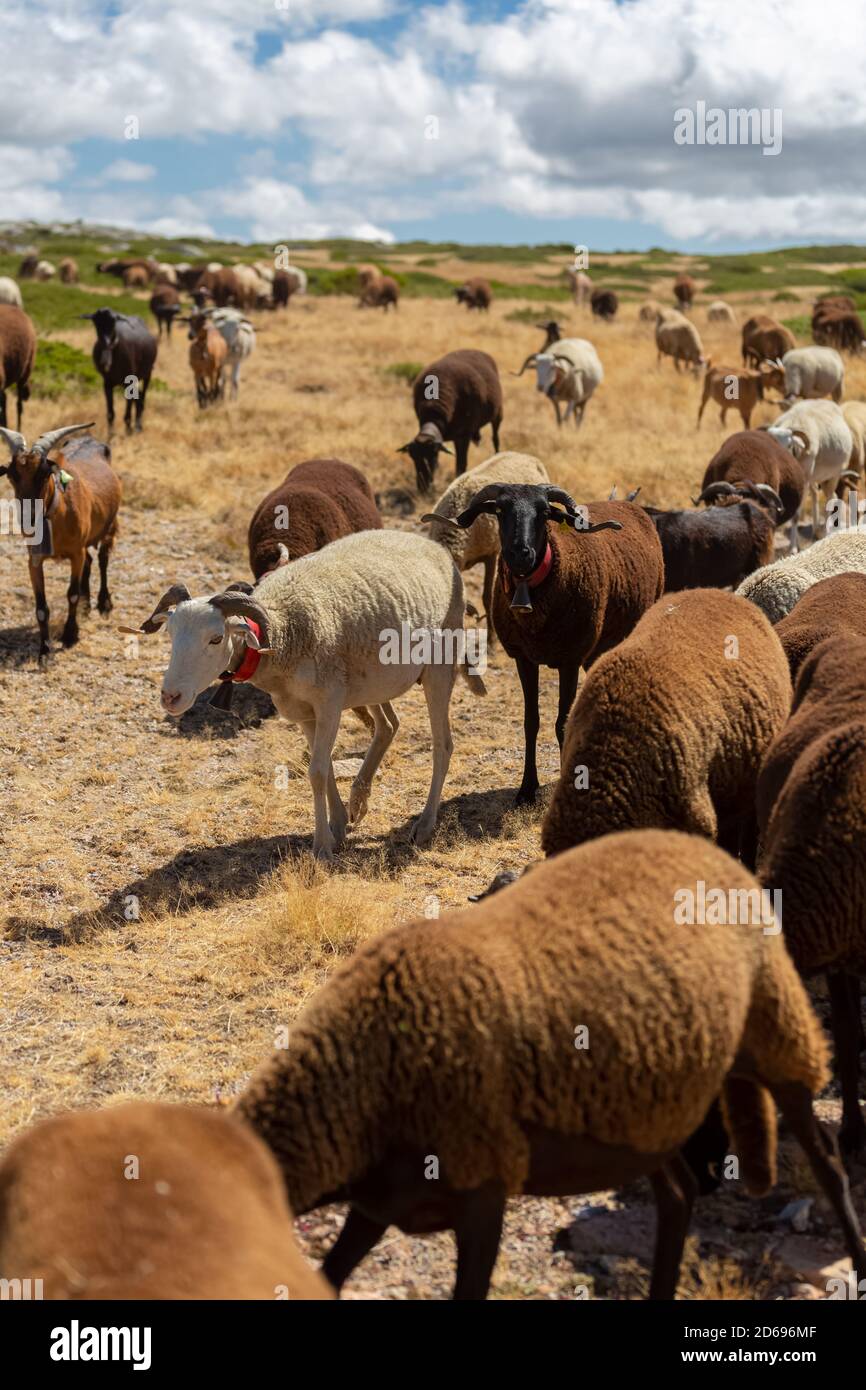 Ovejas cencerro aislado en blanco fotografías e imágenes de alta resolución  - Alamy