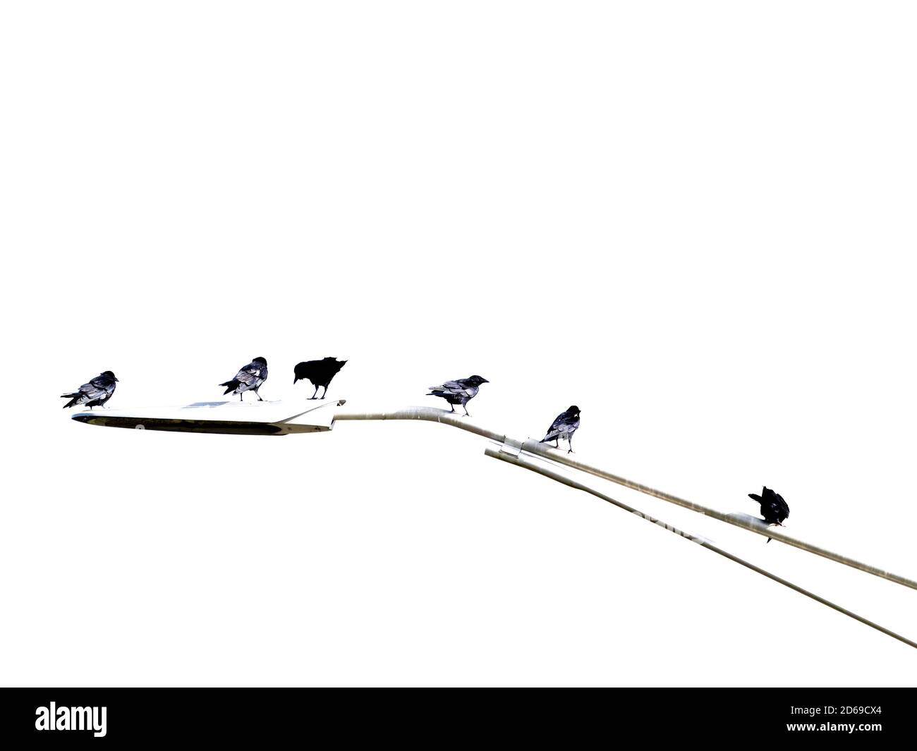 Imagen en blanco y negro de pájaros sentados en una calzada poste de luz Foto de stock