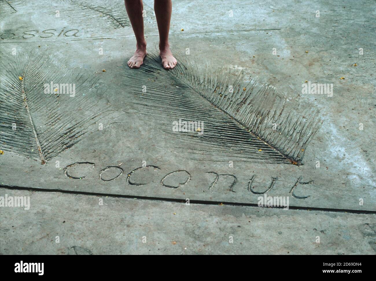 Huellas de árboles de coco en Barbados. Foto de stock