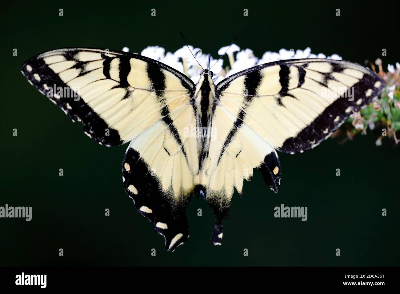 Vista superior de la mariposa del tigre oriental (Papilio glaucus) Chupar néctar una flor en un jardín de América del Norte en verano Foto de stock