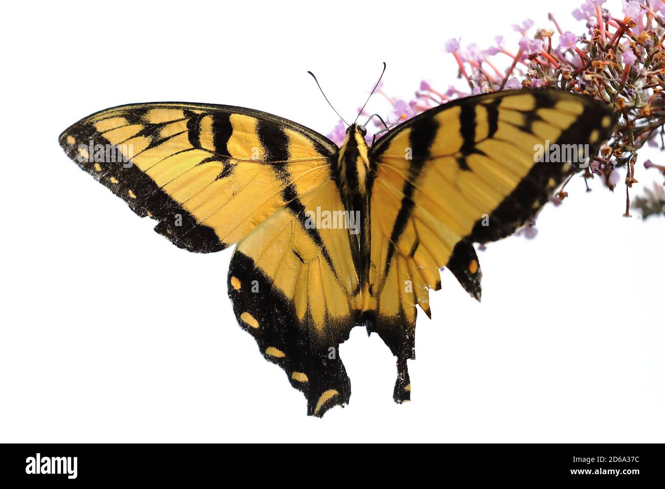 Vista superior de la mariposa del tigre oriental (Papilio glaucus) Chupar néctar sobre una flor de América del Norte durante el verano Foto de stock