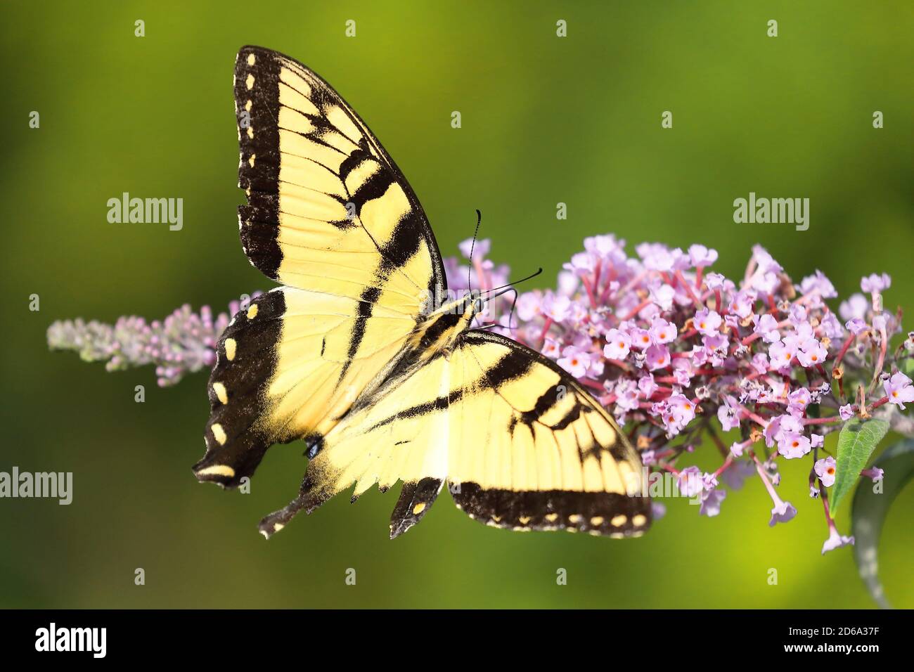 Vista superior de la mariposa del tigre oriental (Papilio glaucus) Chupar néctar sobre una flor de América del Norte durante el verano Foto de stock