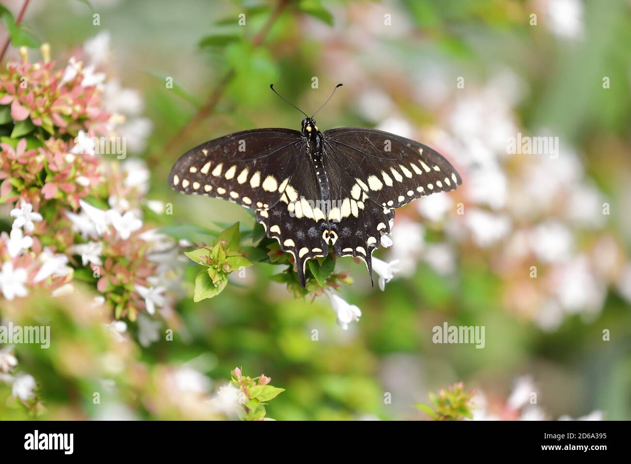 Vista superior de mariposa negra de cola de cisne (Papilio polyxene) Chupar néctar durante el verano en una flor del Norte América Foto de stock