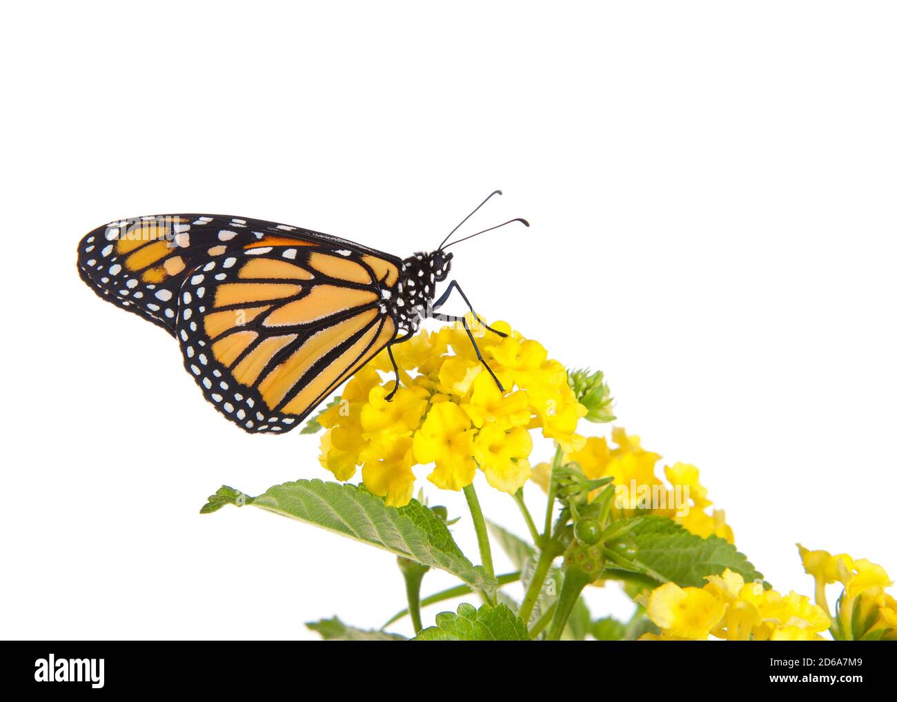 Ciclo de vida de la mariposa monarca fotografías e imágenes de alta