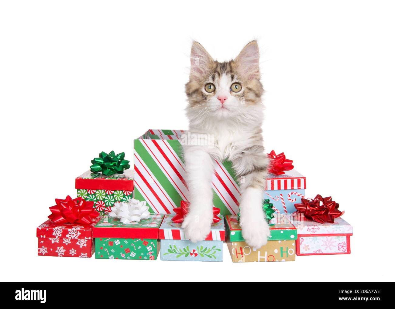 Adorable gato noruego Forrest gato inclinado de un regalo de Navidad  rodeado de más de lo mismo, mirando directamente al espectador. Aislado  sobre blanco Fotografía de stock - Alamy
