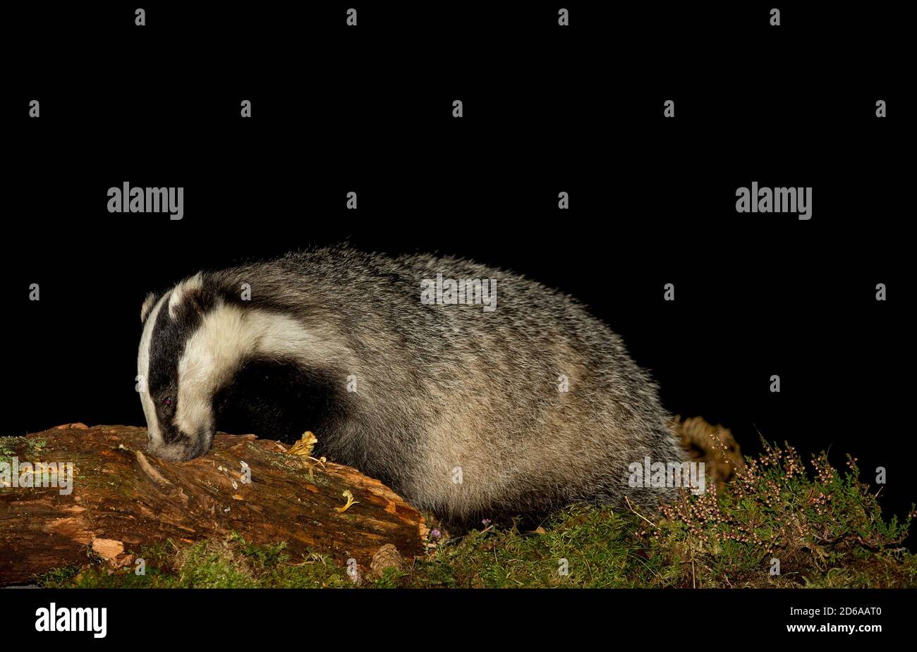 Badger (Nombre científico: Meles Meles) cerca de un tejón salvaje, nativo forrajeo en un tronco en descomposición en el hábitat natural del bosque. Imagen nocturna. Foto de stock