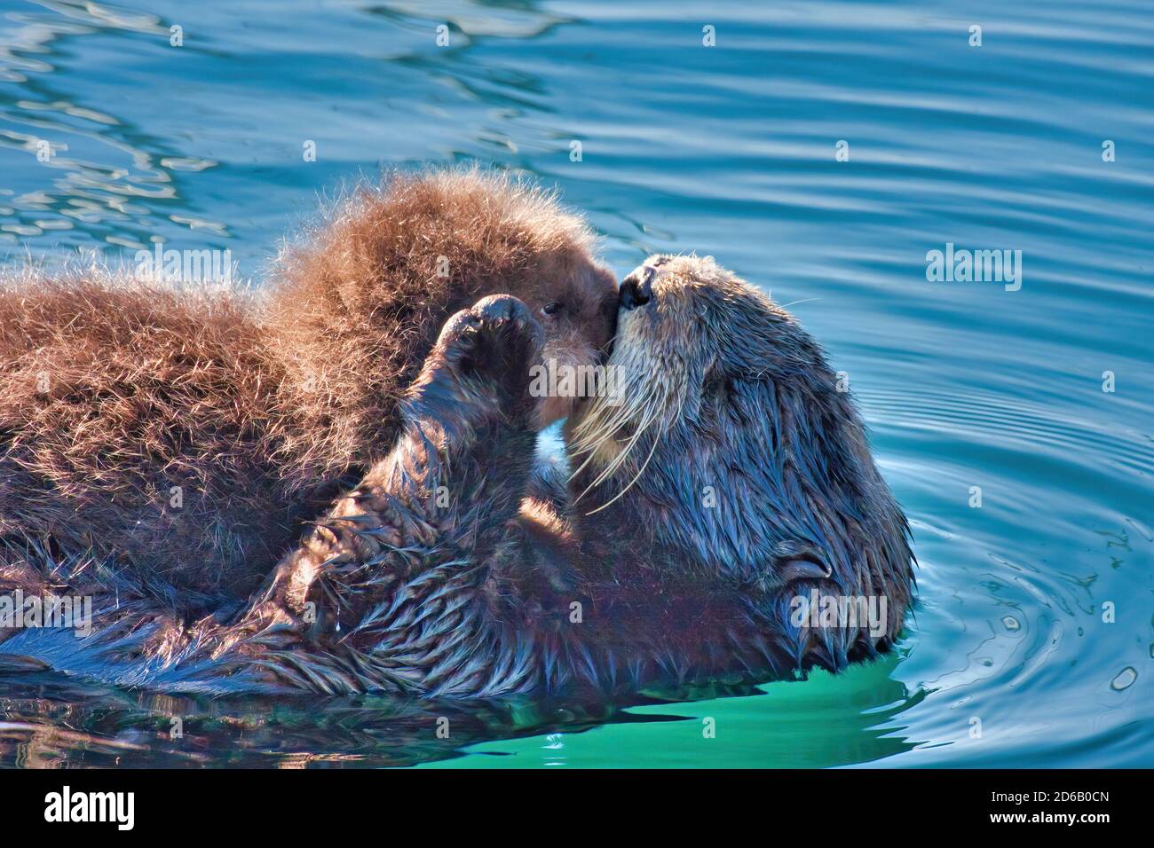Madre nutrita de mar besando a su cachorro recién nacido. Foto de stock