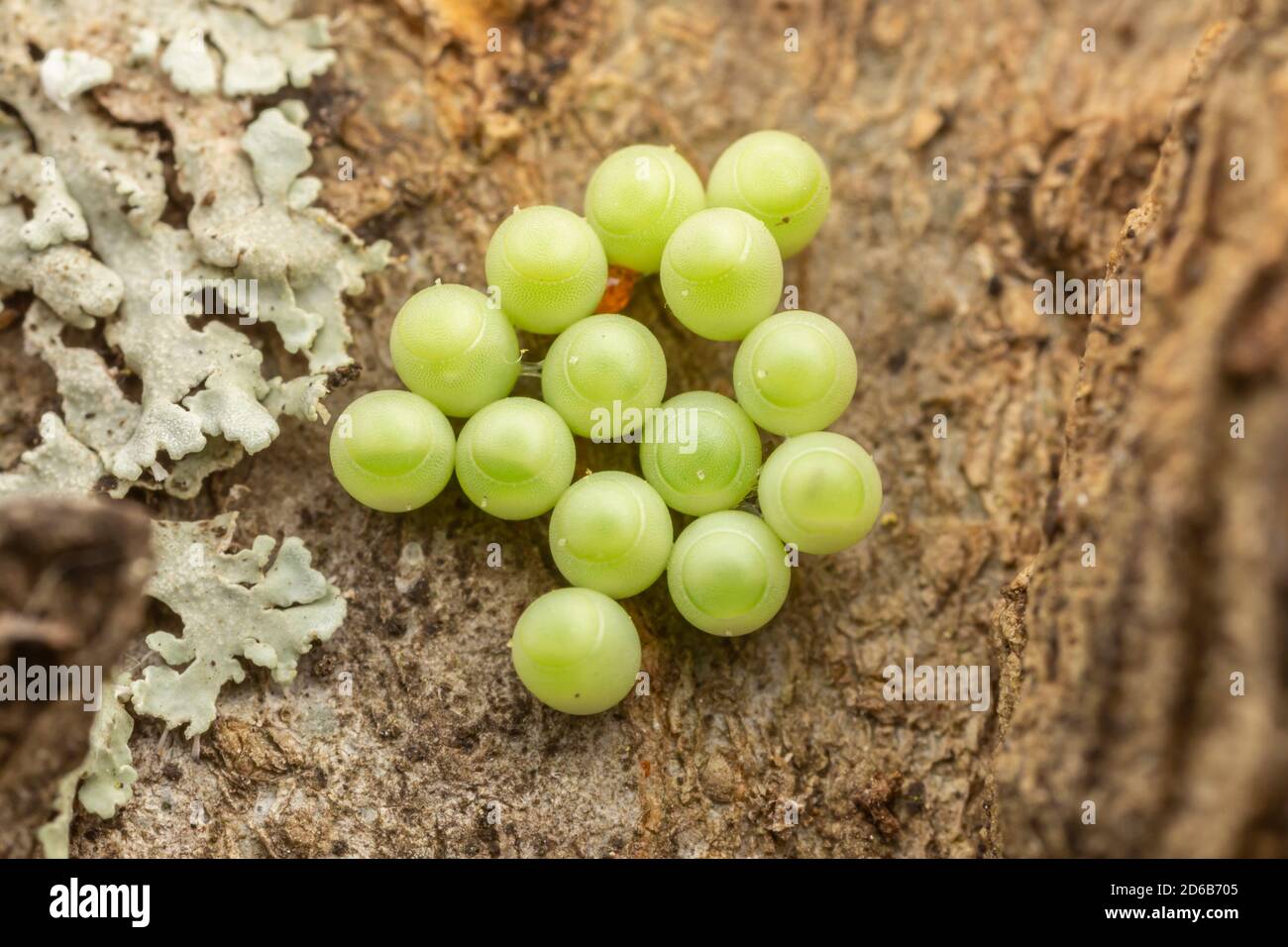 Huevos de insectos fotografías e imágenes de alta resolución Alamy Huevos de insectos fotografías e imágenes de alta resolución Alamy