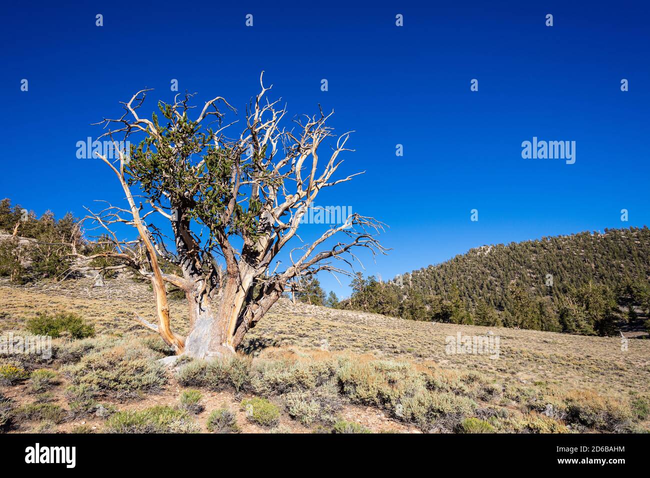 Antiguo Bosque de Pino Bristlecone en las Montañas Blancas y Bosque Nacional Inyo cerca de Bishop, California, Estados Unidos Foto de stock