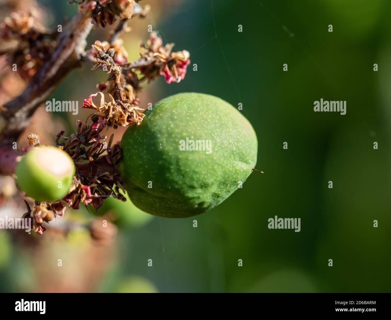 Mangos Macro, primeras etapas frutos verdes de mango que crecen en un