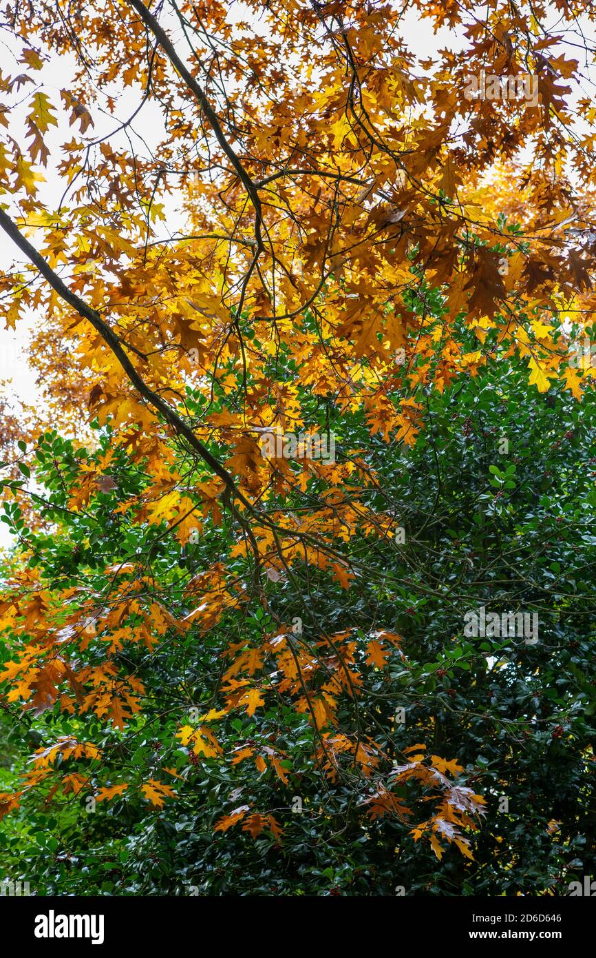 Quercus rubra / hojas de roble rojo en otoño con siempre verde antecedentes Foto de stock
