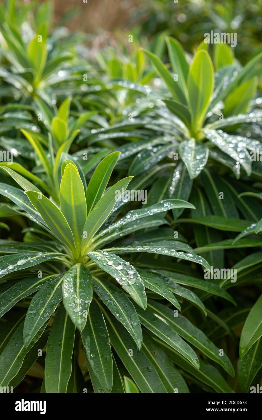 Euphorbia x pasteurii 'John Phillips' / espurra con gotas de agua en las hojas después de la lluvia Foto de stock