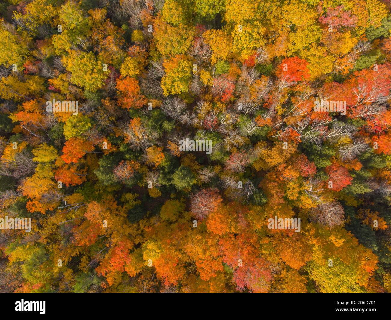 Vista superior del Bosque Nacional White Mountain con follaje otoñal, Ciudad de Sanbornton, New Hampshire NH, Estados Unidos. Foto de stock