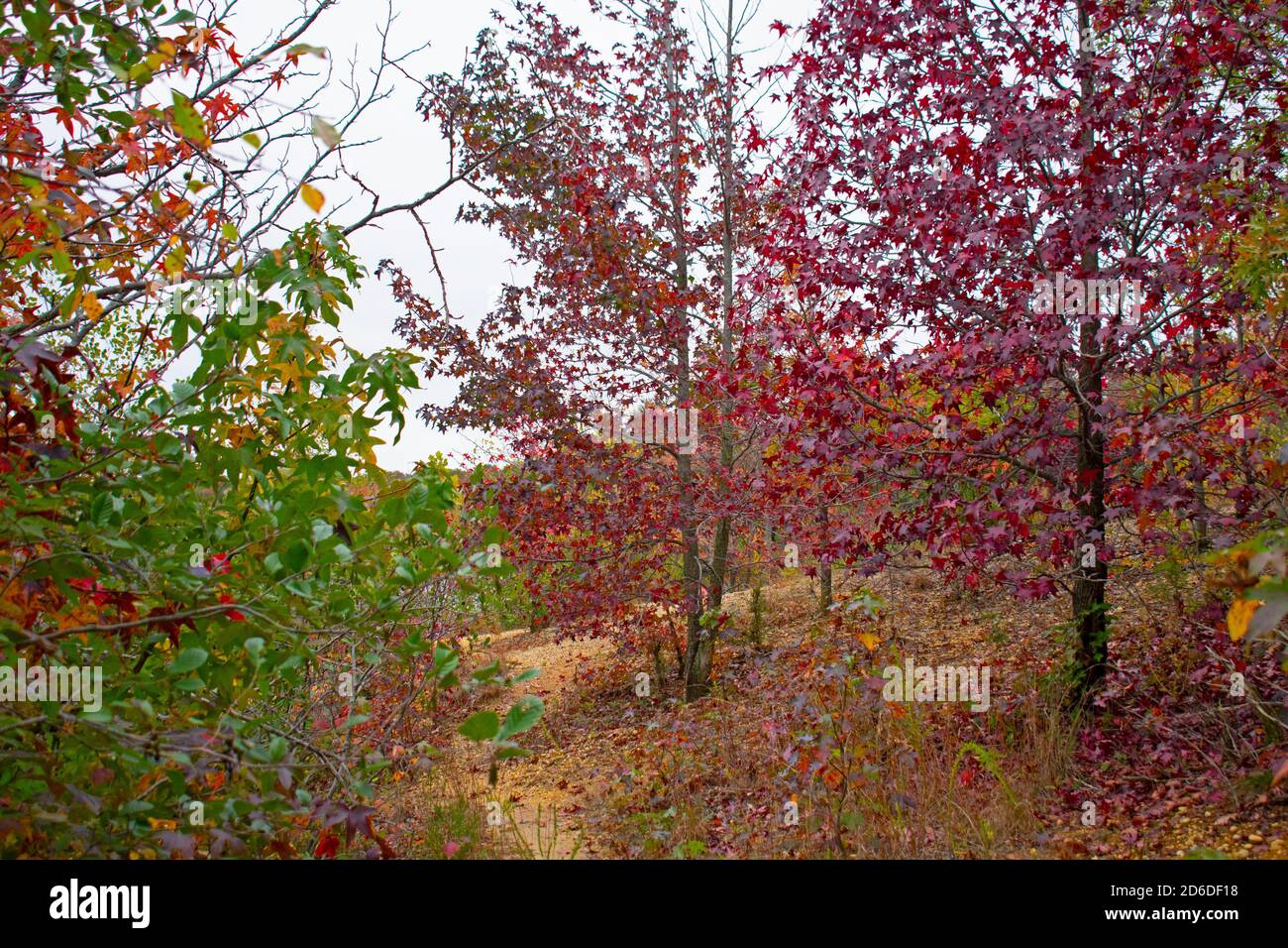 Día nublado en el Audubon Plainsboro preservar rutas de senderismo con colores del follaje del otoño que se acercan a su final para la temporada -02 Foto de stock