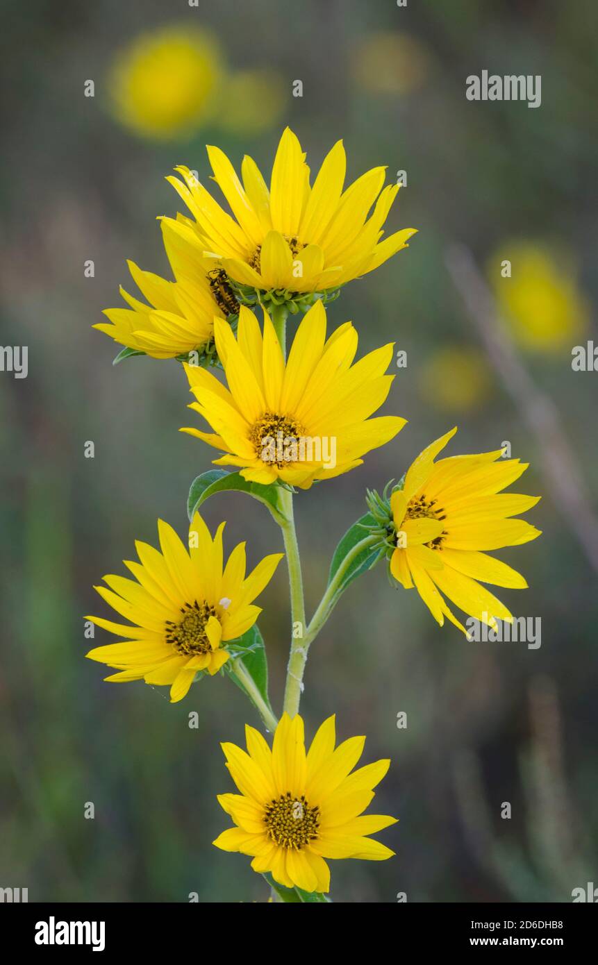 Girasol Maximiliano, Helianthus maximiliani Fotografía de stock - Alamy