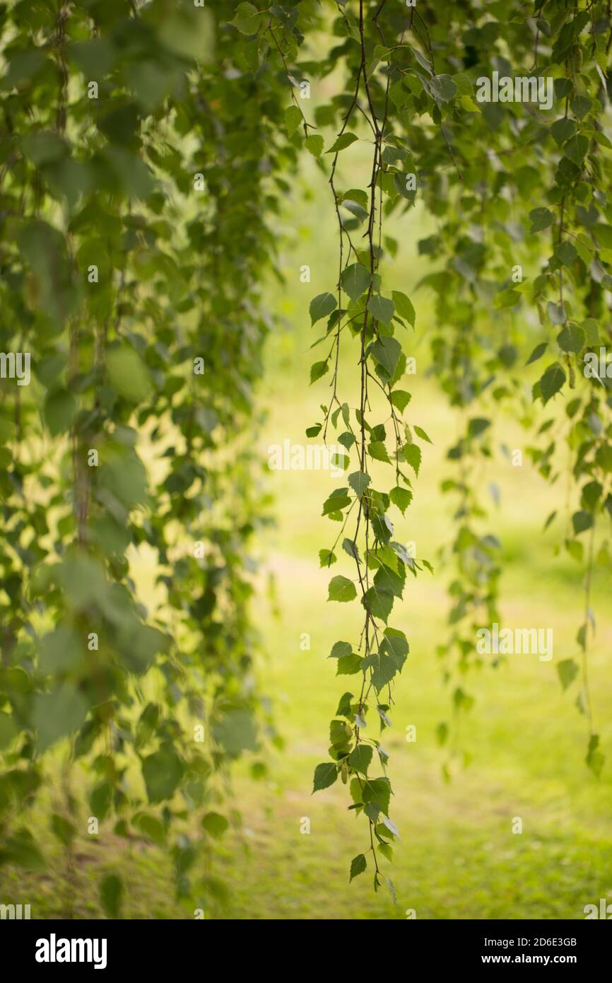 Betula péndula Tristis, ramas colgantes delicadas, Finlandia Foto de stock